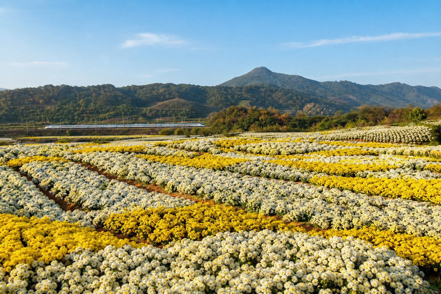 九湖村杭菊花海：雪白與金黃杭菊沿紅土台地鋪成花毯，遠山與火車駛過是銅鑼秋日經典畫面（AI 生成示意圖）