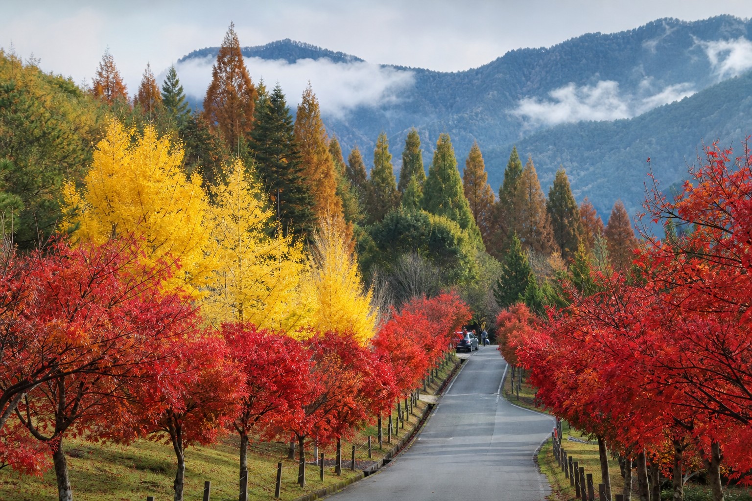 武陵農場秋季山谷:楓紅與金黃銀杏並列的南谷景致(AI 生成示意圖)