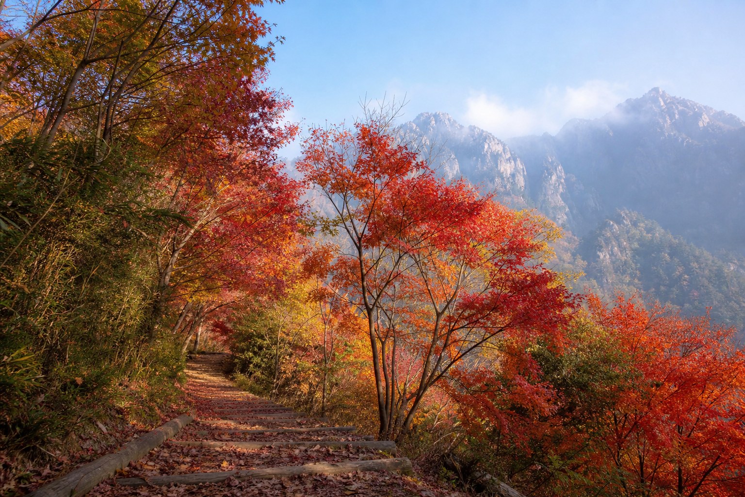 【AI生成示意圖】八仙山的青楓與台灣紅榨楓，10 月底至 12 月初是賞楓高峰