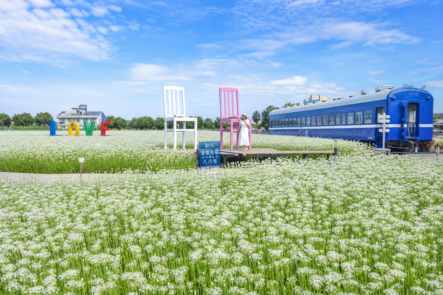 幸福韭韭韭菜花田空拍全景，白色花海如九月雪覆蓋大地，配有 LOVE 裝置藝術與古董車廂