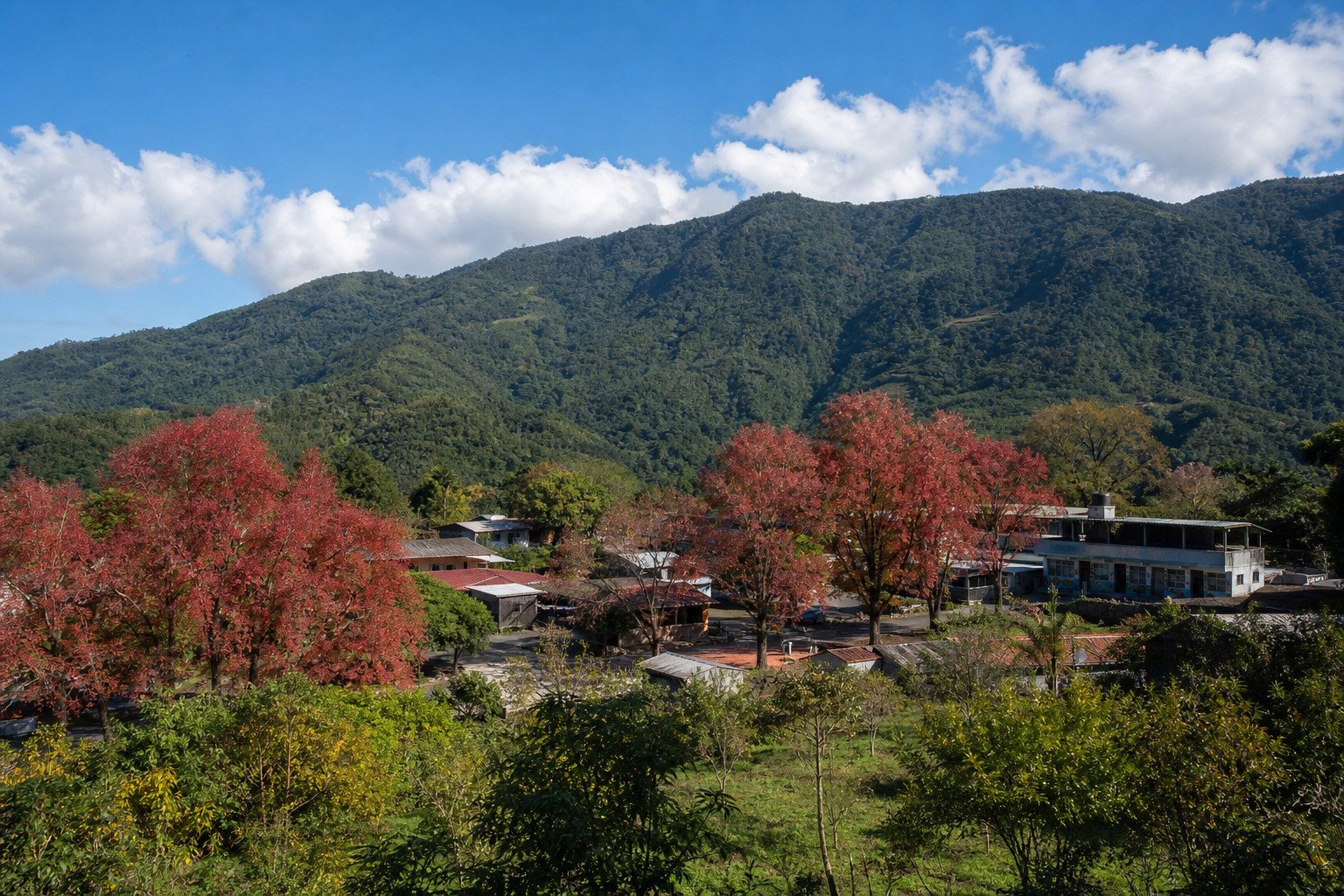 【AI生成示意圖】台東紅葉村,日治時期種下的楓樹在十二月染紅村落與學校
