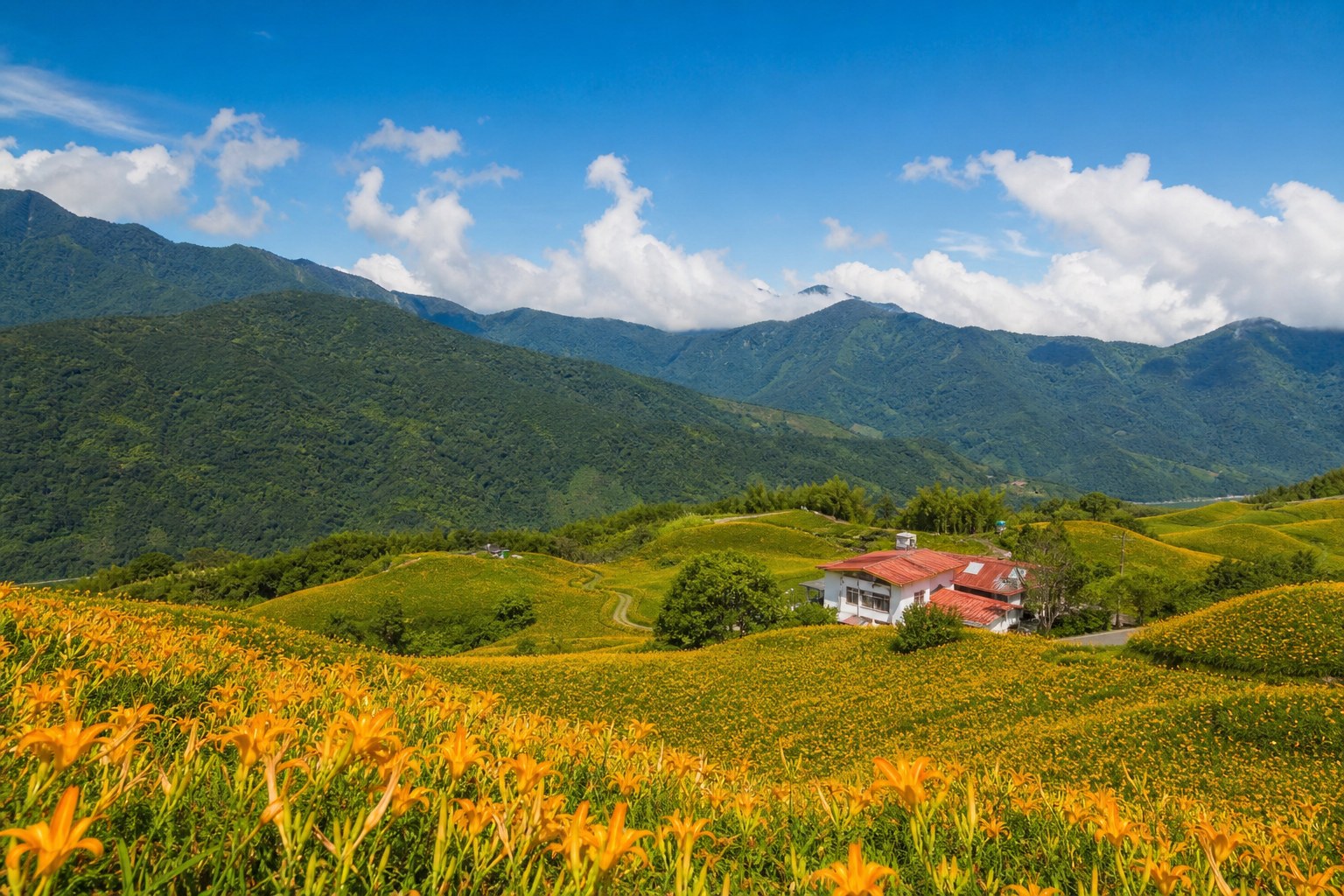 六十石山金針花海全景