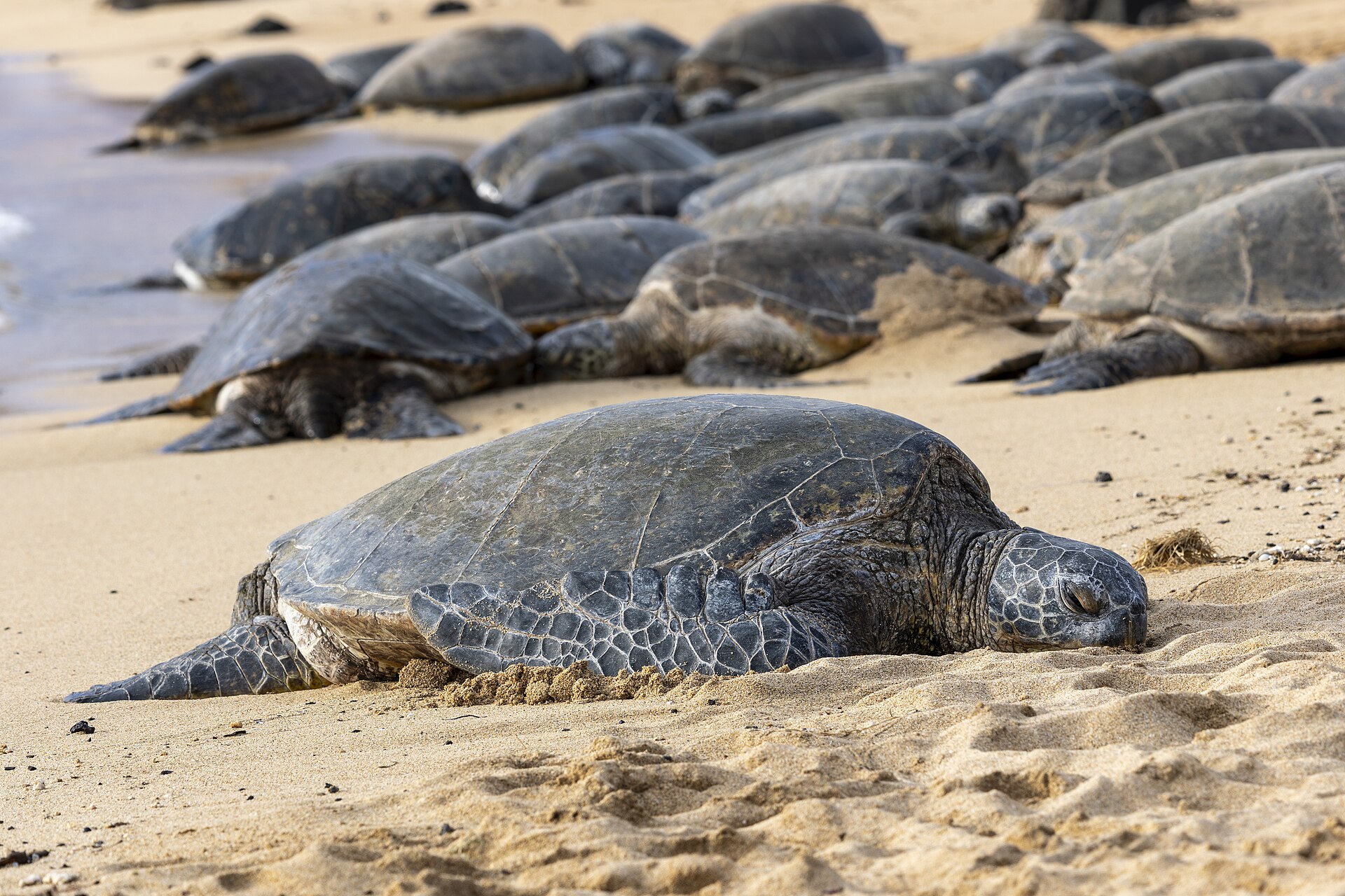 綠蠵龜(Chelonia mydas,示意圖,非小琉球現場拍攝)
